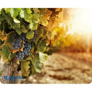 DEFENDER MOUSEPAD SILK NATURE 230x190x1.6mm (GRAPPES)