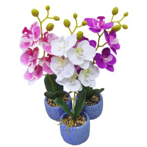 Γλαστράκι Ορχιδέες με Χώμα & Βότσαλα 34cm Homie 423122